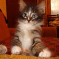 Фотография Алена Кожина
