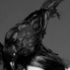 Аватар: Lady Gaga