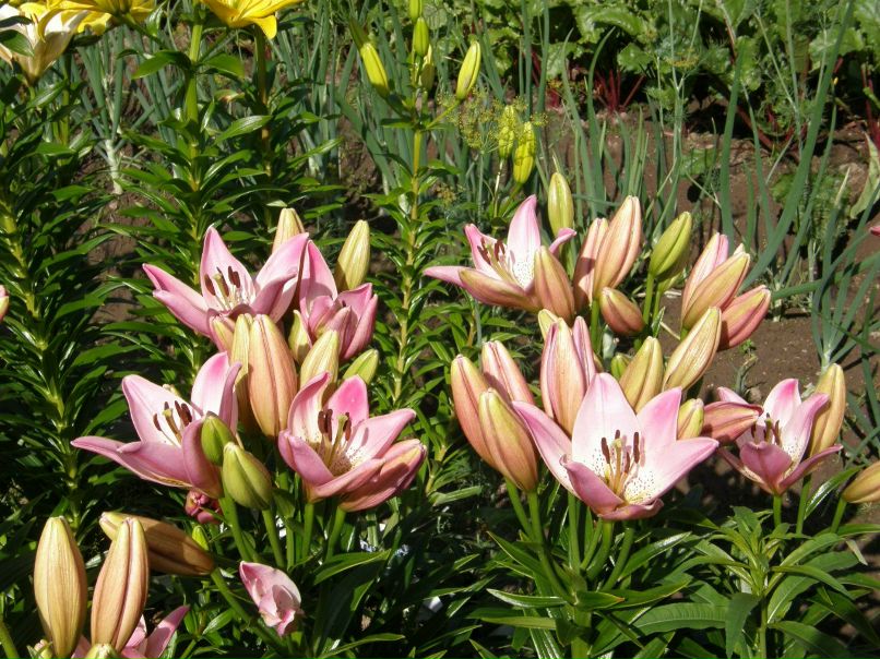 Александра Орлова | Санкт-Петербург