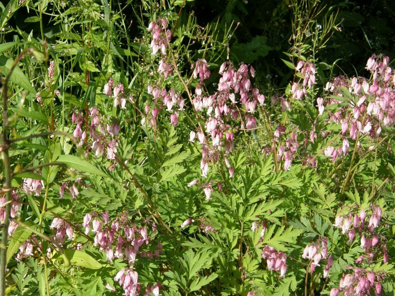 Александра Орлова | Санкт-Петербург