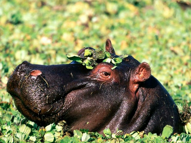 Мария Львова | Санкт-Петербург