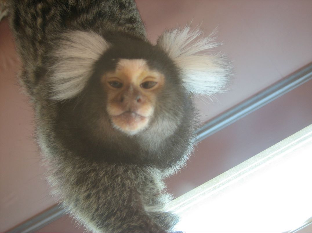 Дмитрий Пересторонин | Коломна