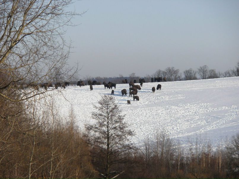 Віктор Виноградов *** DOCTOR *** | Хмельник