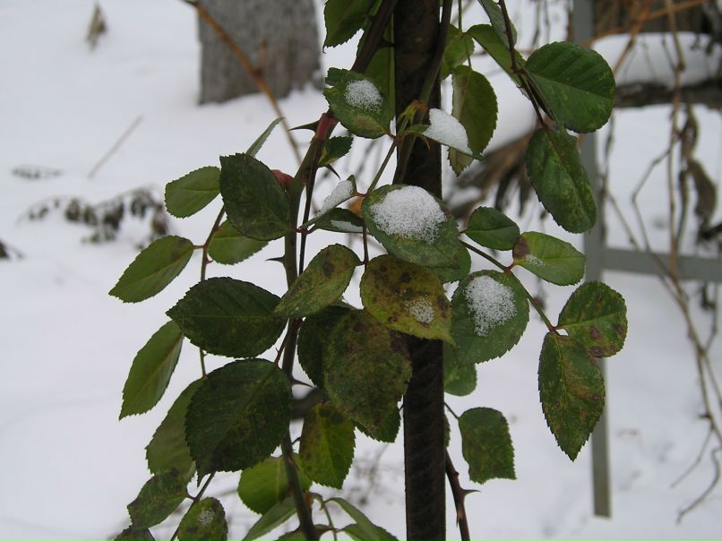Аня Ивановская | 