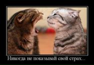 №27 Диана Коростелёва 24.06.1995: профиль, фото, статус - ВКонтакте
