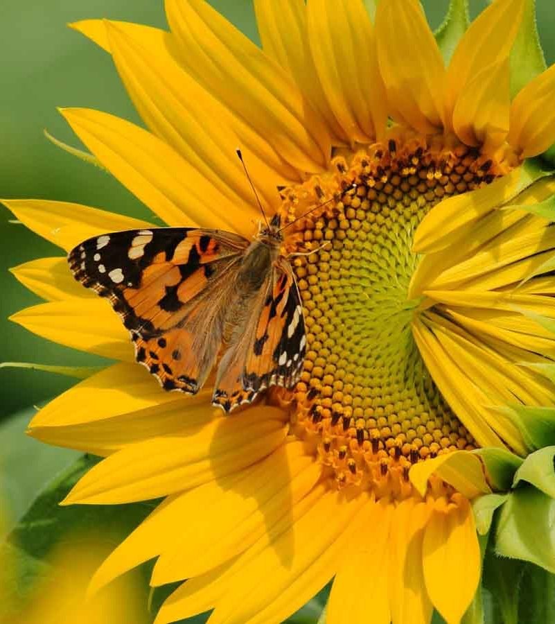 Ольга Беляева | Санкт-Петербург