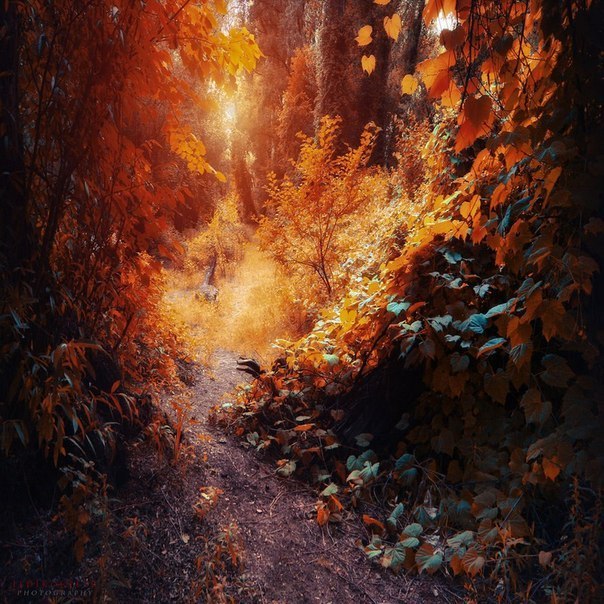 Анна Антименкова Нют | 