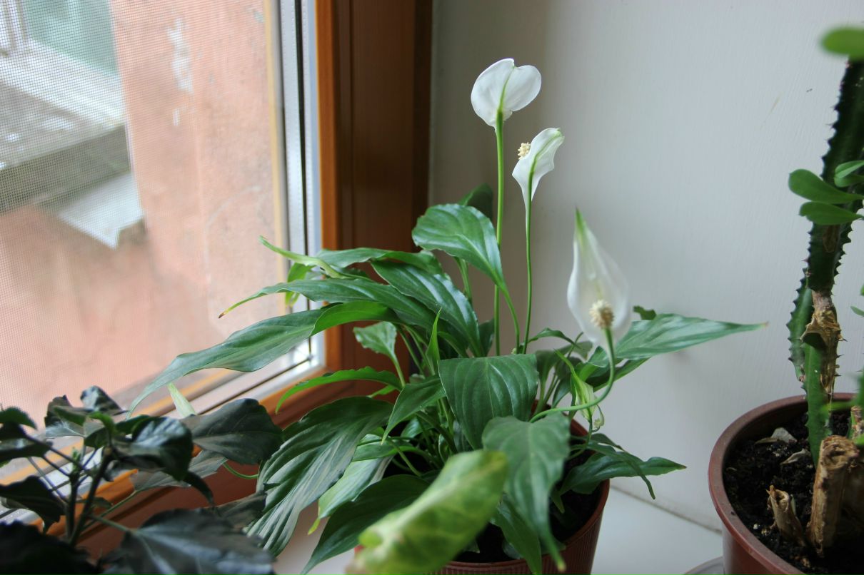 Алина Скрыган | Санкт-Петербург