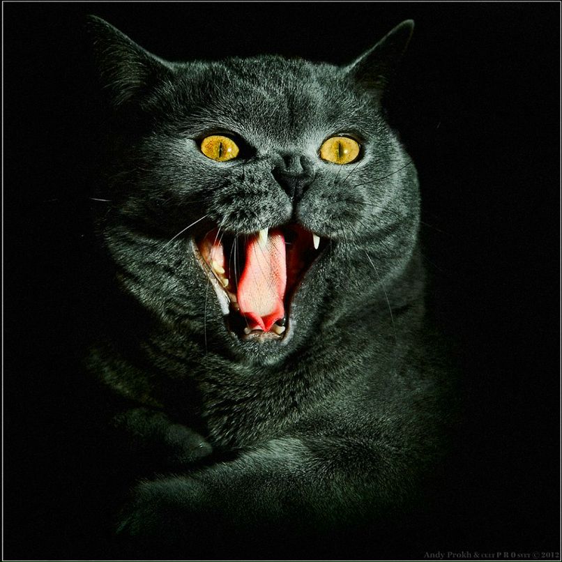 Мария Милацкова | Нижний Новгород