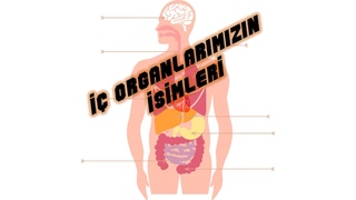 İÇ ORGANLARIMIZ