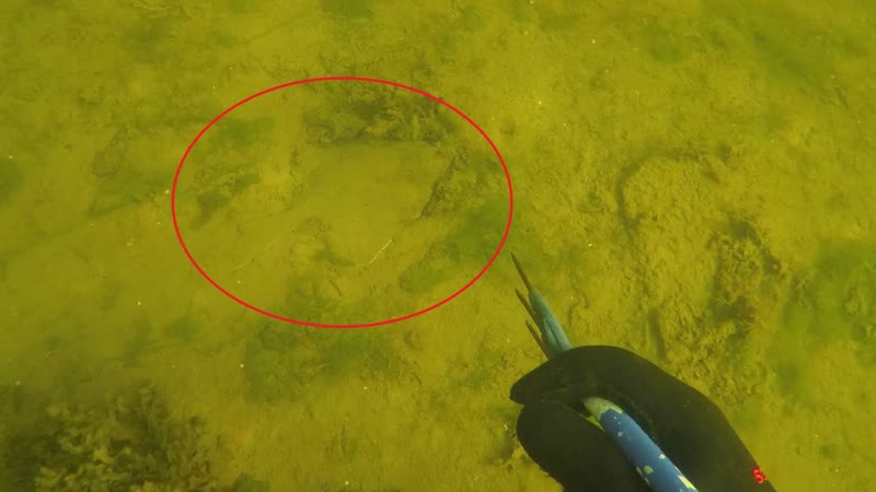 ВПЕРВЫЕ ВСТРЕЧАЮ СТОЛЬКО КАМБАЛЫ, THIS IS THE FIRST TIME IVE MET SO MANY