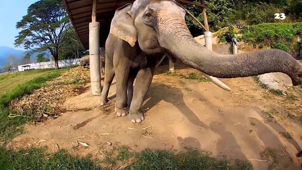 Go Pro Best of Animals 2014, Part