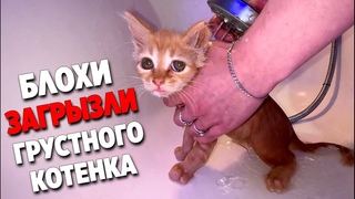 Спасение грустного котенка от блох. Котенок ищет дом / SANI vlog