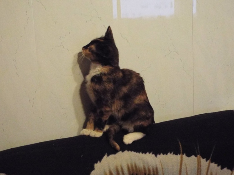 Николай Германов | Санкт-Петербург