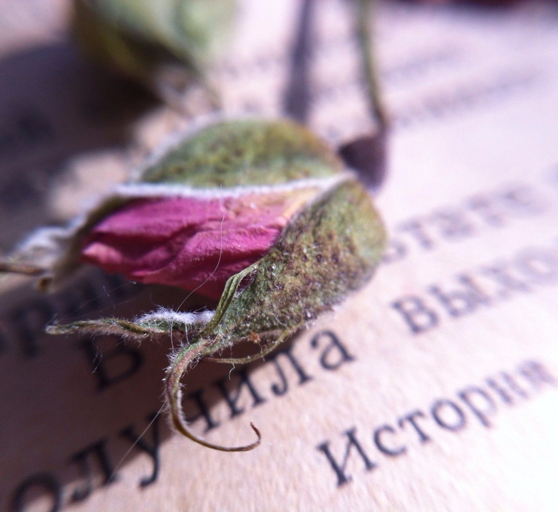 Анна Скрынникова | Харьков