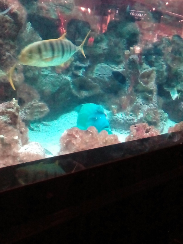 Максим Пугачёв | Maradi