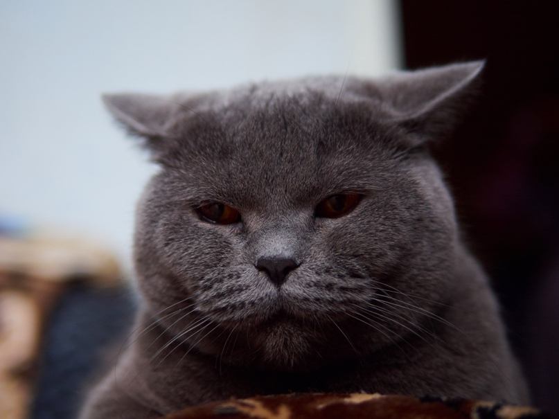 Андрей Сидоров | Санкт-Петербург