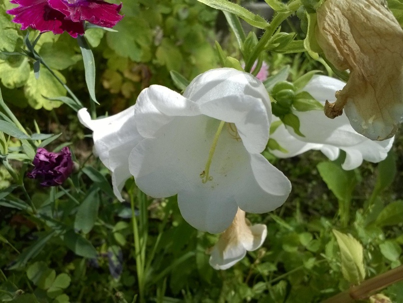 Александр Шефер | Лянтор