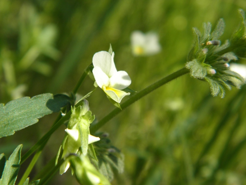 Эвелина Трофимова | Днепр (Днепропетровск)