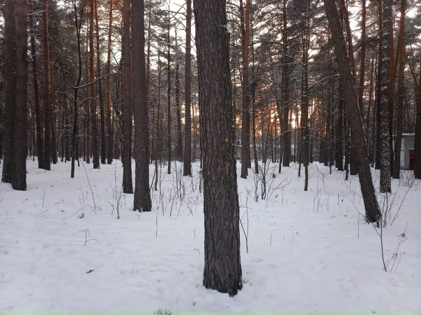 Что за жёлтые метки на соснах? "Сказку" будут вырубать?