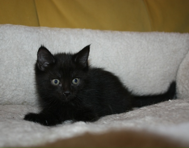 Москва и МО / КлинКотёнок Изюм ждёт своих маму и...