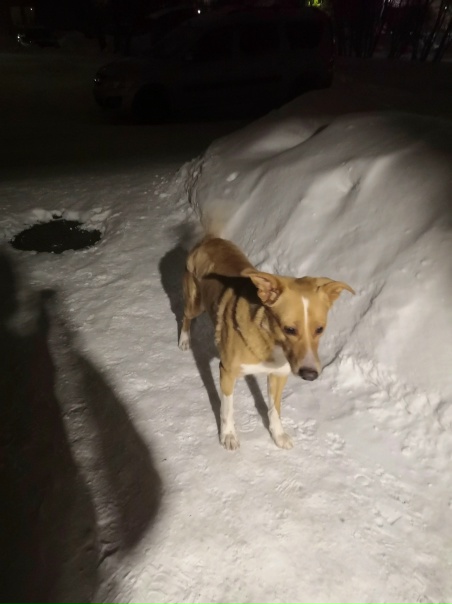В районе Виконды найден кобель. Очень добрый и голодный. Пока оставили у себя. +79109656019 Иван