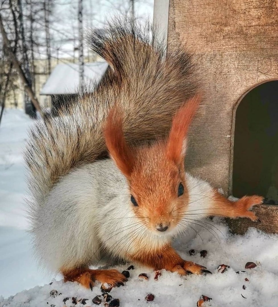 Белка в облепихе - Фотографии белок и все о белках - LiveJournal