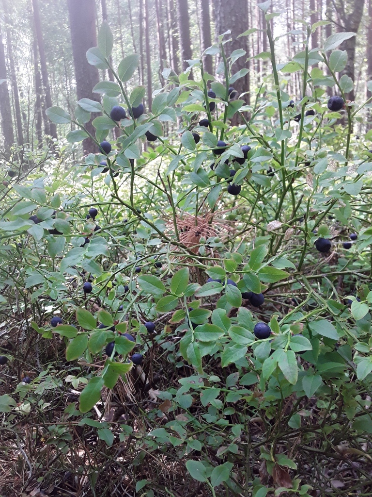 Татьяна Григорьева | Псков