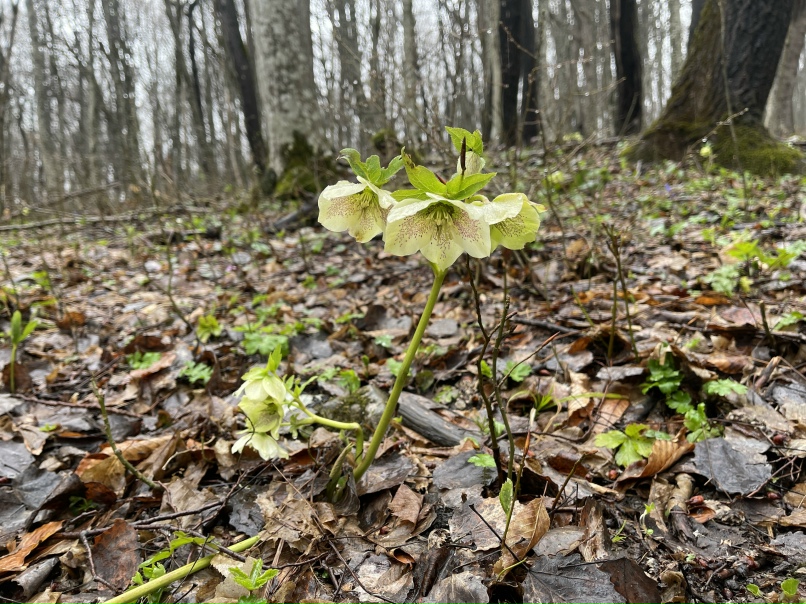 Алина Деева | Воронеж
