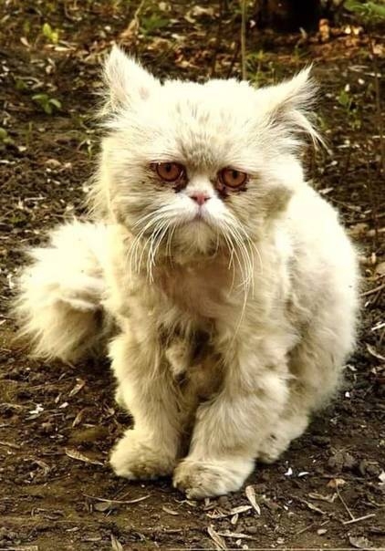 We cannot raise money for a couple of bags of dry food and wet food at least for