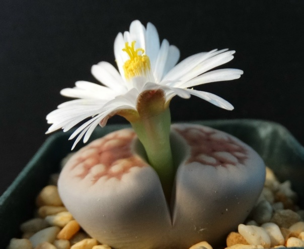 Литопсы,Живые камни,Суккуленты - купить в Москве, цена 1 200 руб., дата размещен