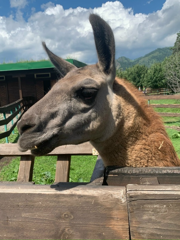 Оксана Аксёнова | Черепаново