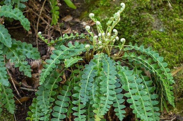 папоротник асплениум сколопендровый. пузырник клубненосный. многорядник щетинконосный брауна. щитовник насекомое. асплениум луковиценосный.