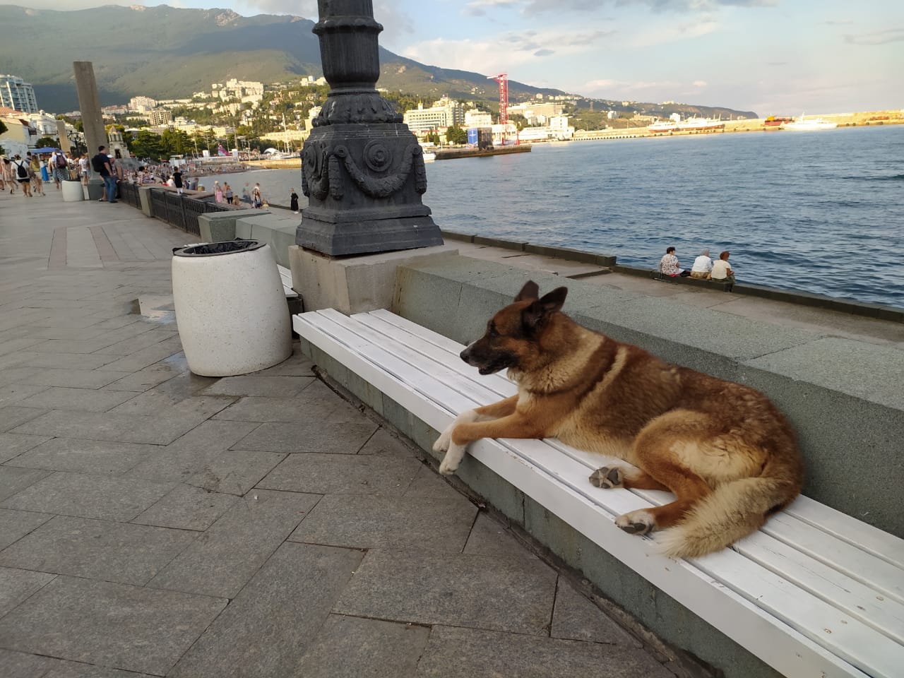 ялтинский хатико