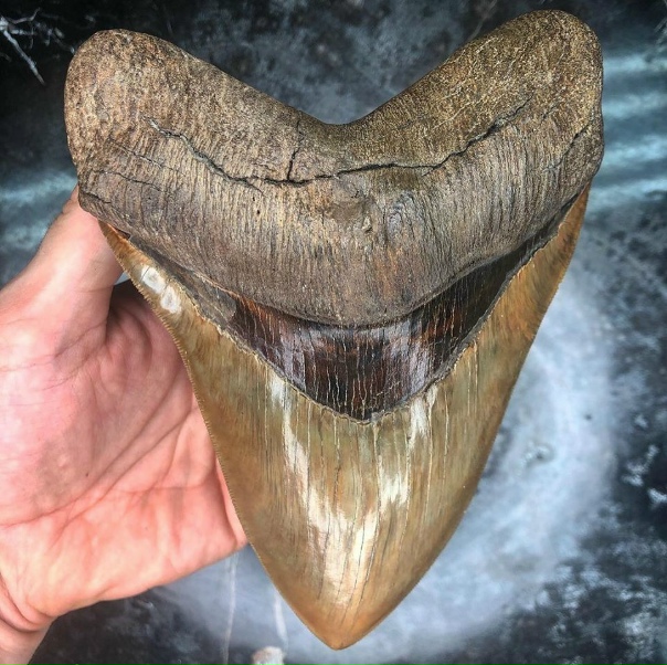 Мегалодоны вымерли миллионы лет назад, но оставили...