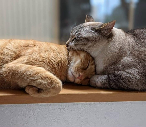 Оказалось, показалось...)