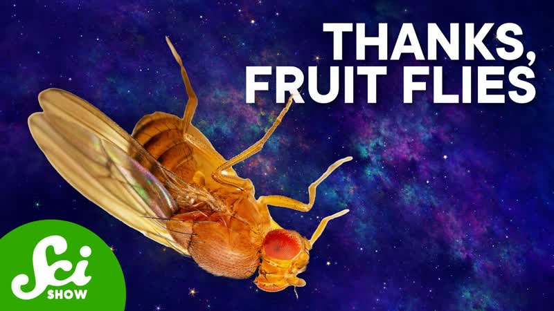 The Weirdest Things Weve Done to Fruit Flies,