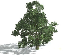 Tree Maple 02