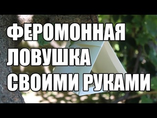 Как сделать феромонную ловушку?
